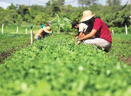 Ver cursos online em Agricultura