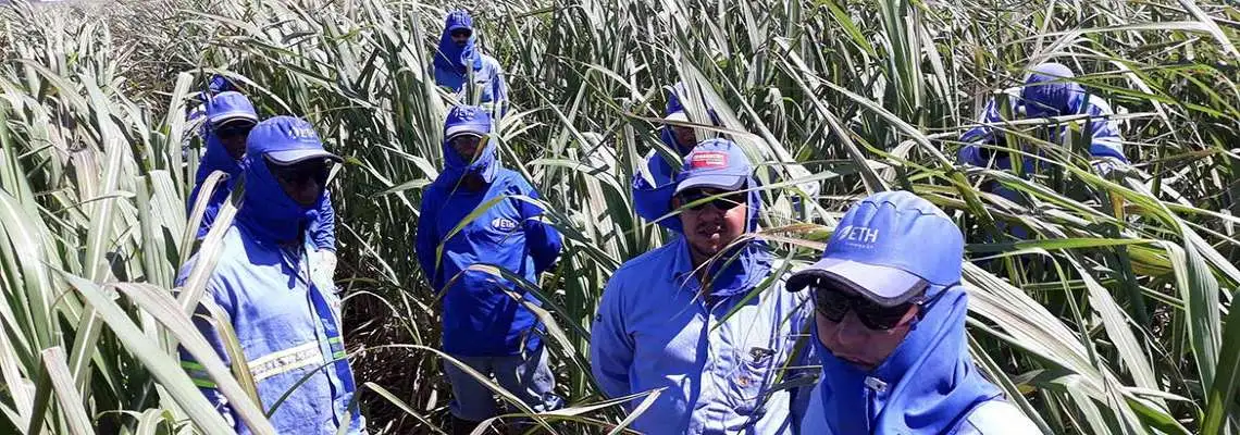 Monitoramento e controle de pragas da cana-de-açúcar